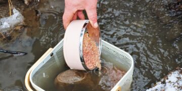 ქვემო სვანეთში, ლენტეხის მდინარეები „წითელინუსხის“ სახეობის ნაკადულის კალმახის 60 000 ქვირითით დათევზიანდა