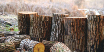 რაჭა-ლეჩხუმ-ქვემო სვანეთსა და სამეგრელო-ზემო სვანეთში გარემოსდაცვითი ზედამხედველობის დეპარტამენტმა თებერვალში  ტყითსარგებლობის  21 უკანონო ფაქტი გამოავლინა