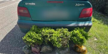 გარემოსდაცვითი ზედამხედველობის დეპარტამენტის თანამშრომლებმა ბზის უკანონო მოპოვებისა და ტრანსპორტირების 4 ფაქტი გამოავლინეს