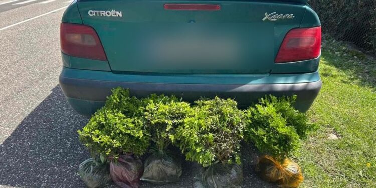 გარემოსდაცვითი ზედამხედველობის დეპარტამენტის თანამშრომლებმა ბზის უკანონო მოპოვებისა და ტრანსპორტირების 4 ფაქტი გამოავლინეს