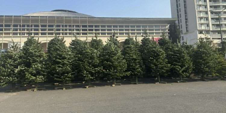 გარემოს დაცვითი ზედამხედველობის დეპარტამენტი წიწვოვანი ხე-მცენარეების მოპოვებაზე, ტრანსპორტირებასა და რეალიზაციაზე კონტროლს ამკაცრებს