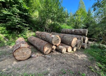 „ბოლო წლებში სამართალდარღვევების კლება შეინიშნება, რაც ზედამხედველობისა და კონტროლის გაძლიერების შედეგია“ — გარემოსდაცვითი ზედამხედველობის დეპარტამენტის ადმინისტრაციის უფროსის მოადგილე ტარიელ ირემაძე