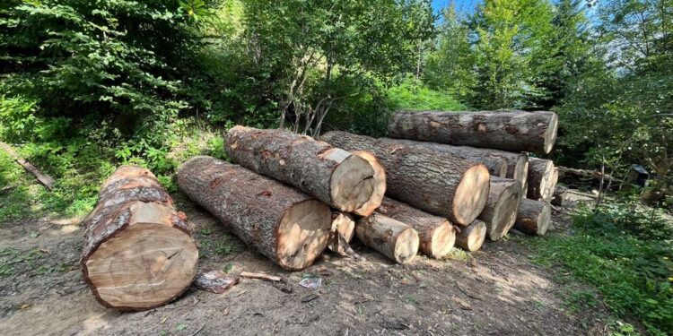 „ბოლო წლებში სამართალდარღვევების კლება შეინიშნება, რაც ზედამხედველობისა და კონტროლის გაძლიერების შედეგია“ — გარემოსდაცვითი ზედამხედველობის დეპარტამენტის ადმინისტრაციის უფროსის მოადგილე ტარიელ ირემაძე