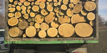 გარემოსდაცვითი ზედამხედველობის დეპარტამენტმა უკანონო ტყითსარგებლობის 16 ფაქტი გამოავლინა