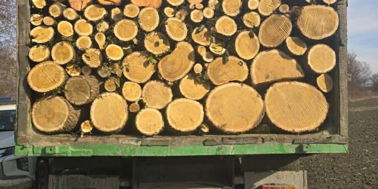 გარემოსდაცვითი ზედამხედველობის დეპარტამენტმა უკანონო ტყითსარგებლობის 16 ფაქტი გამოავლინა